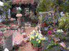 flower show2004 040.jpg